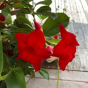 Meet your Posher, Wanda